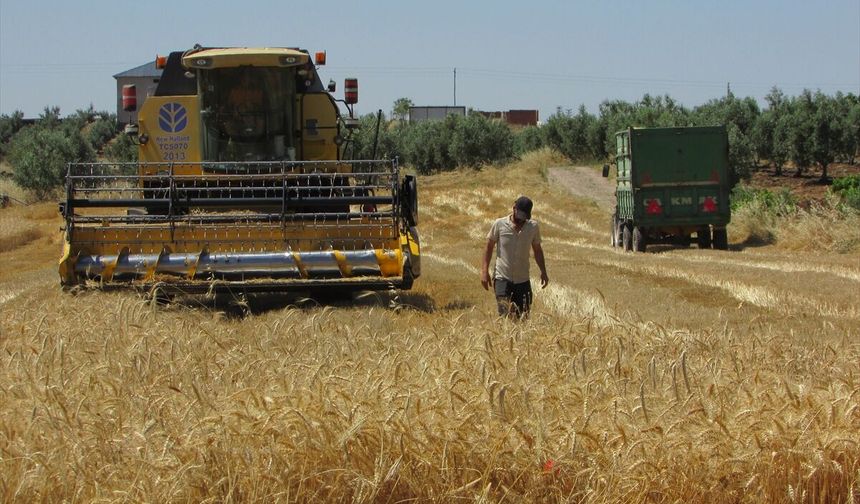 Gaziantep'te hububat hasadı başladı! “Üreticiler memnun”