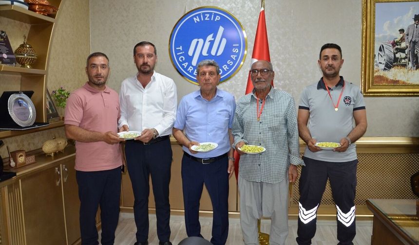 Gaziantep'te ilk boz Antep fıstığı hasat edildi: Üreticilere altın verildi