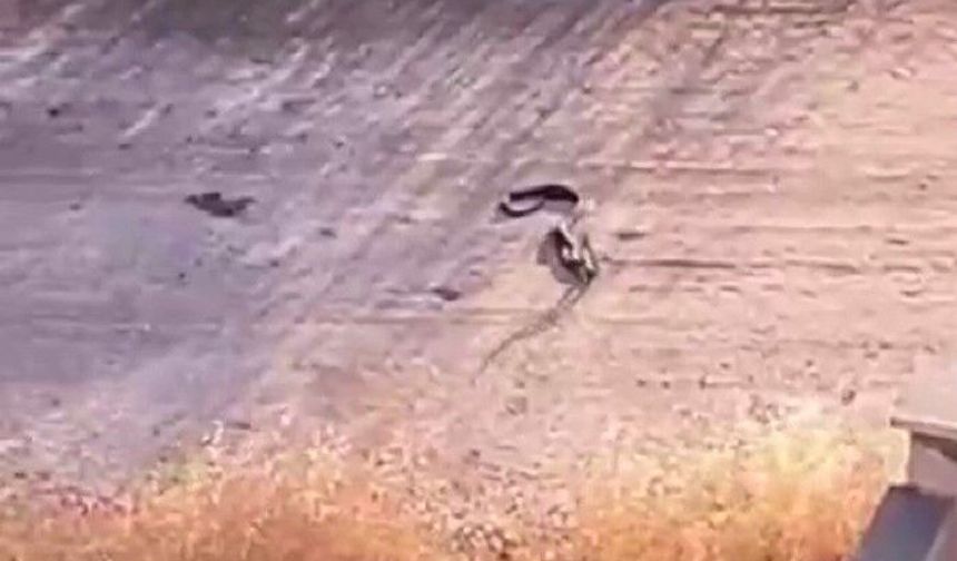 Gaziantep'te havalar ısındı, yılanlar görülmeye başladı! (VİDEO HABER)