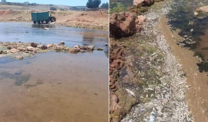 Gaziantep’te toplu balık ölümleri yeninde gündemde! Karasu Çayı’nda neler oluyor?