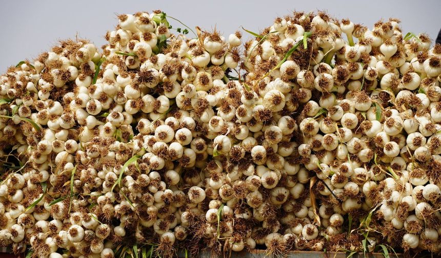 Tescilli Araban sarımsağında hasat başladı!
