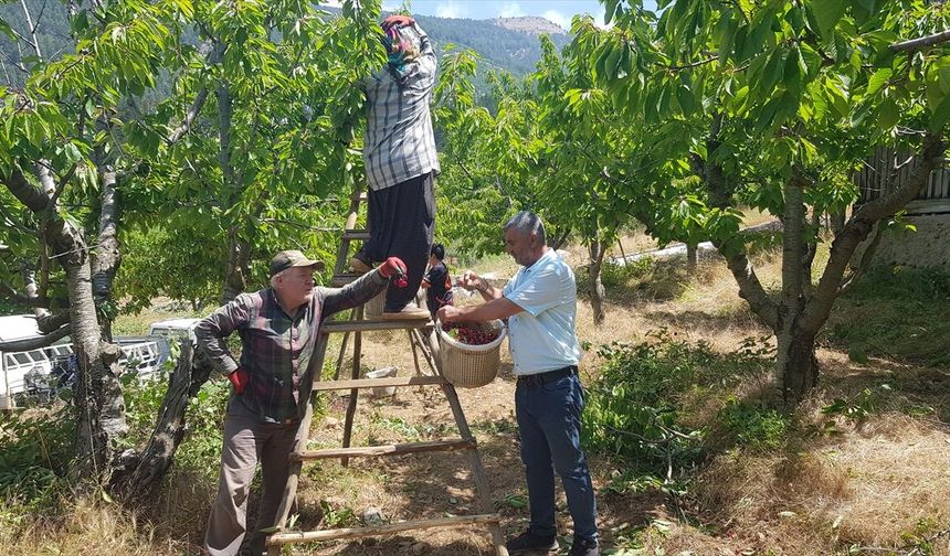 Gaziantep’te Amanos eteklerinde yetişen Napolyon kirazında hasat sürüyor