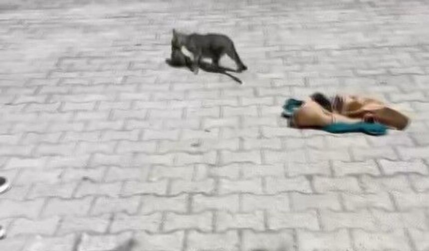 Gaziantep’te yavru kediler böyle kurtarıldı! İşte o anlar…