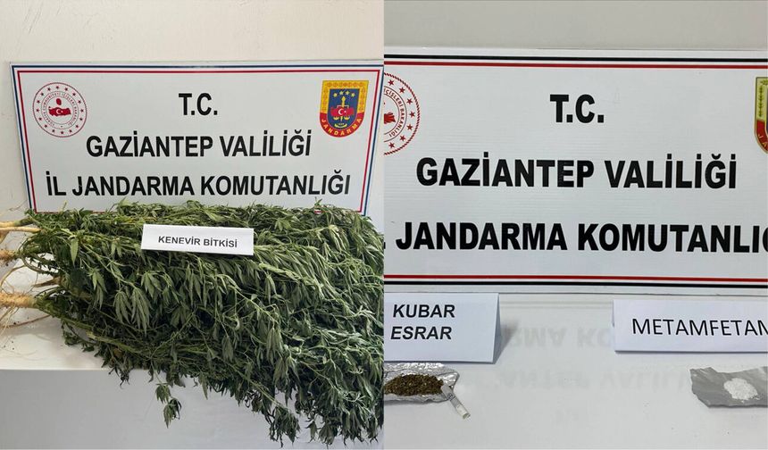 Gaziantep’te yasadışı kenevir ekimine jandarma operasyonu