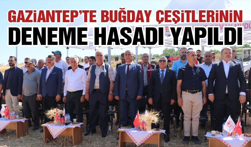 Gaziantep'te yerli ve milli buğday çeşitlerinin deneme hasadı yapıldı!