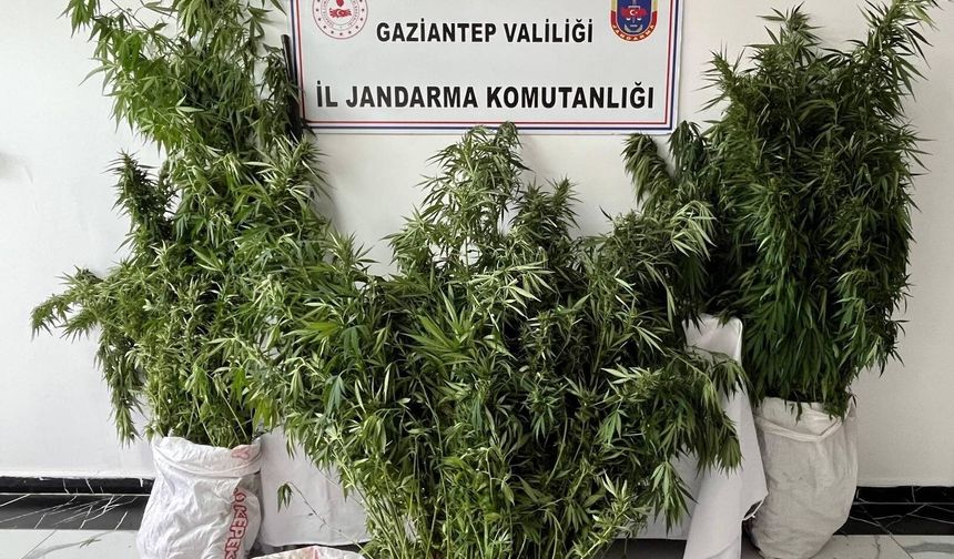 Gaziantep’te yasadışı kenevir ekimine operasyon
