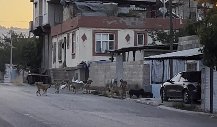 Gaziantep'te tedirgin eden görüntü! Başıboş sokak köpekleri sürü halinde…