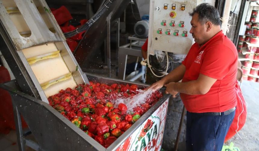 Gaziantep'te kışlık salça mesaisi başladı!