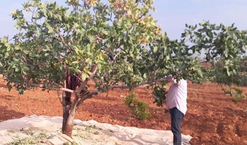 Gaziantep’te fıstık hasadı mesaisi başladı: İşte işçilerin yeni yevmiyesi ve devlüp fiyatları!