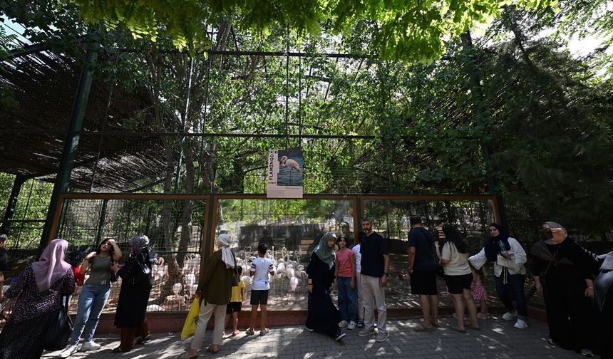 Gaziantep Doğal Yaşam Parkı'ndaki flamingo sayısı 52'ye ulaştı