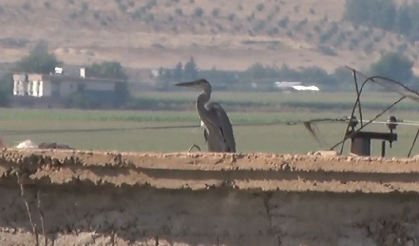 Gaziantep’te baraj sularına gömülen köy leyleklerin yuvası oldu