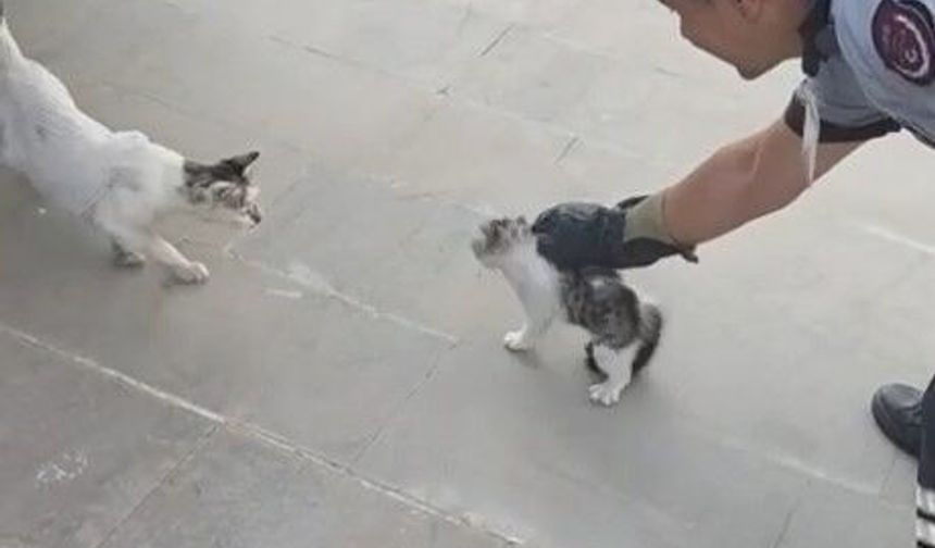 Gaziantep'te havalandırma boşluğuna düşen kediyi itfaiye kurtardı!