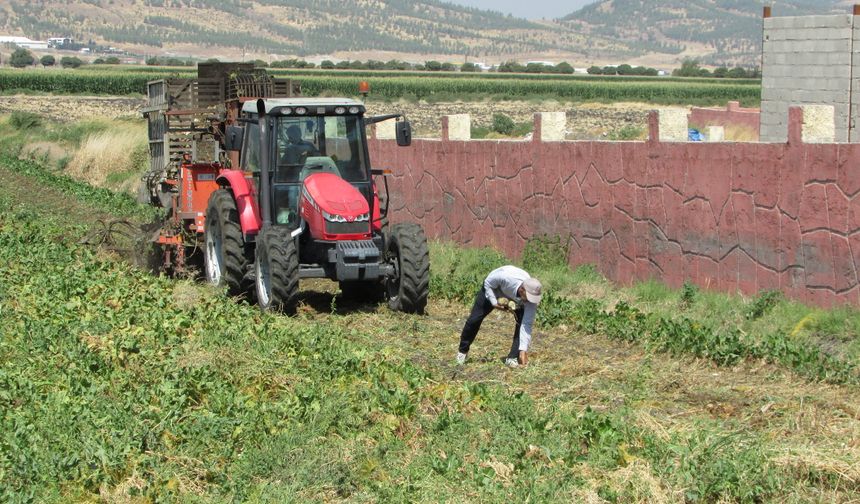Gaziantep’te hasat sevinci