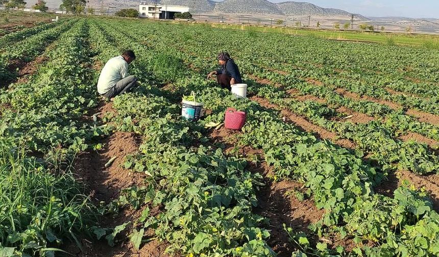 Gaziantep'te turşuluk acur hasadı başladı: Tarladaki fiyatı şaşırttı!