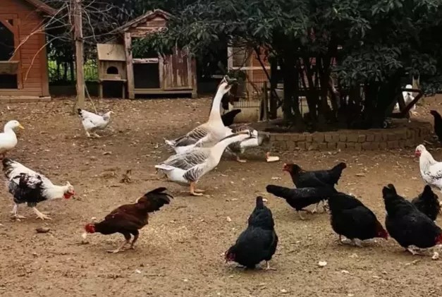 İlker Ayrık'ın Yeni Mesleği
