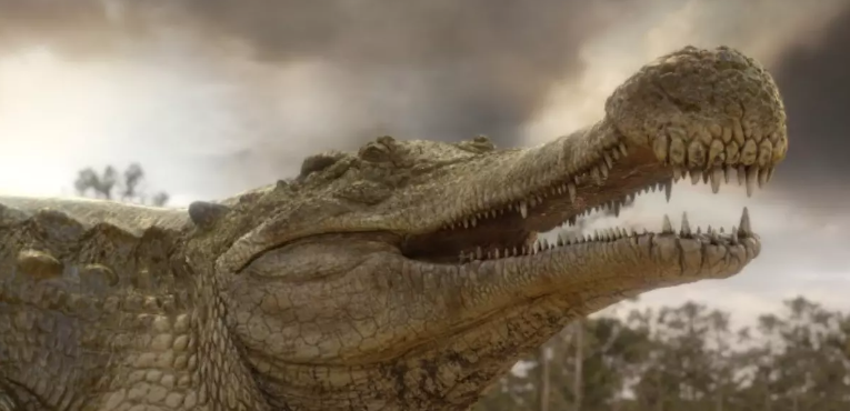 Sarcosuchus,

Sarcosuchus, ortalama ağırlığı 8 ton olan ve yaşamış en büyük timsah cinsi olarak bilinir. Bu canlının 30 adet dişi vardır. Avını kolaylıkla yok edebilecek bu hayvanın soyu 110 milyon yıl önce tükenmiştir.