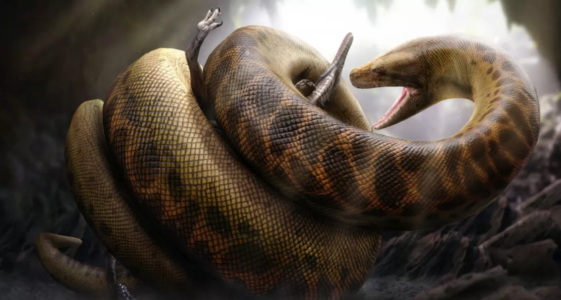 Titanboa

Bu yılan 12,8 metreye kadar büyüyebiliyordu. En uzun yaşayan ve en büyük yılan türü olan Titanoboa, atları bile yiyebilecek açlığa sahipmiş. Eğer yaşalardı insan ırkının sonunu getirebilirlerdi.