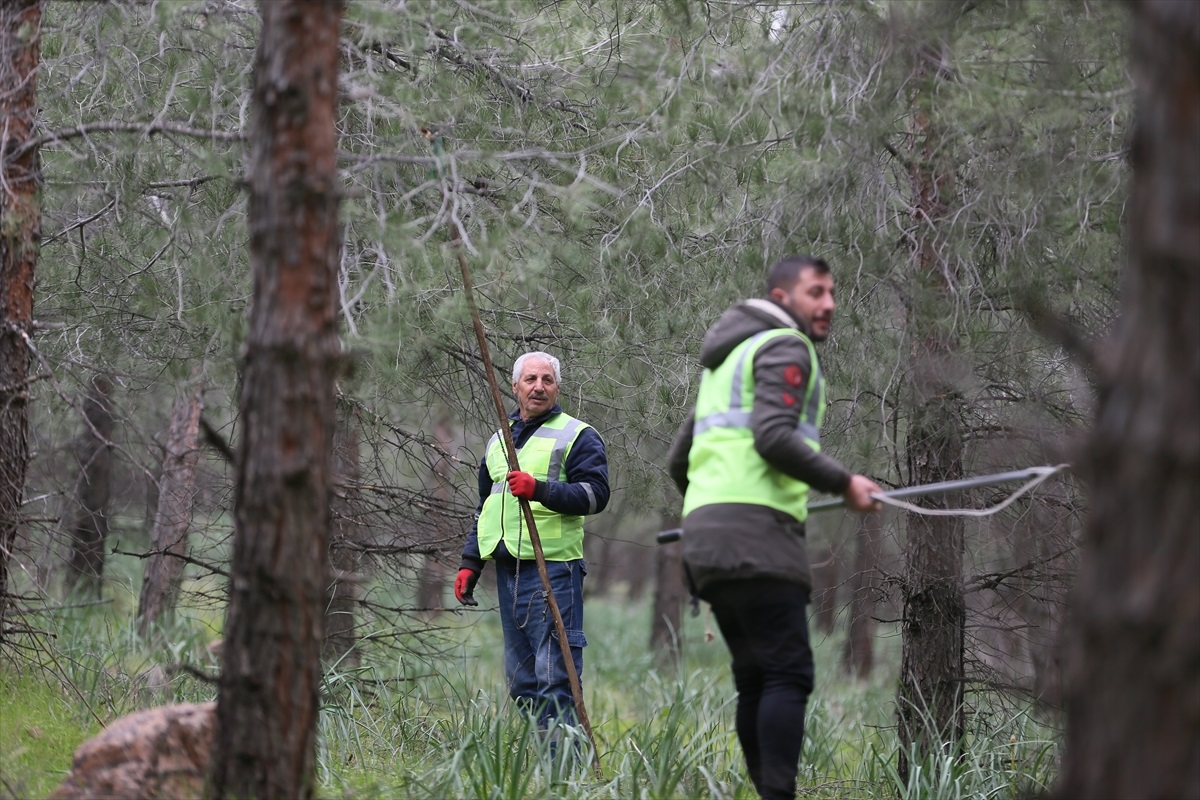 Topçu, ormanlarda zararlı böceklerle biyolojik, mekanik ve bio-teknik olarak mücadele ettiklerini ve zararlı böceklerin popülasyonunu azaltmak için çalışmaları sürdürdüklerini bildirdi. “Orman köylülerimiz makaslarla çam keselerini toplayıp bu kafeslere koyuyorlar. Hem mekanik hem de bio-teknik yollarla mücadele ediyoruz. Buraya koyduğumuz çam keseleri buralarda bir müddet kalıyor ve parazitler kafesteki tırtıllarla besleniyor. Bunlar da çam keselerindeki popülasyonları azaltmaktadır. 7/24 aktif olarak çalışıyoruz. Gündüz ormancılık faaliyetleri yürütürken gece ise ormanda kaçakçılıkla ilgili çalışıyoruz. Tüm ekiplerimizle beraber ormancılığı daha ileri noktaya taşımak için gayret gösteriyoruz.”
(AA) 