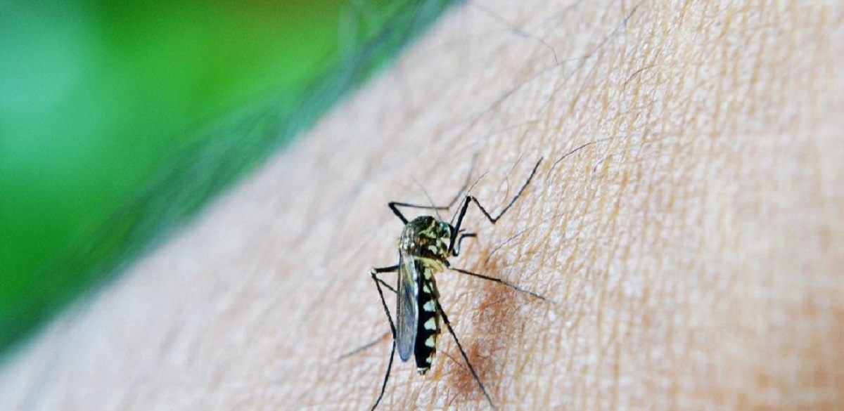 Hava Koşulları Sivrisineklerin Üreme Alanını Artırıyor