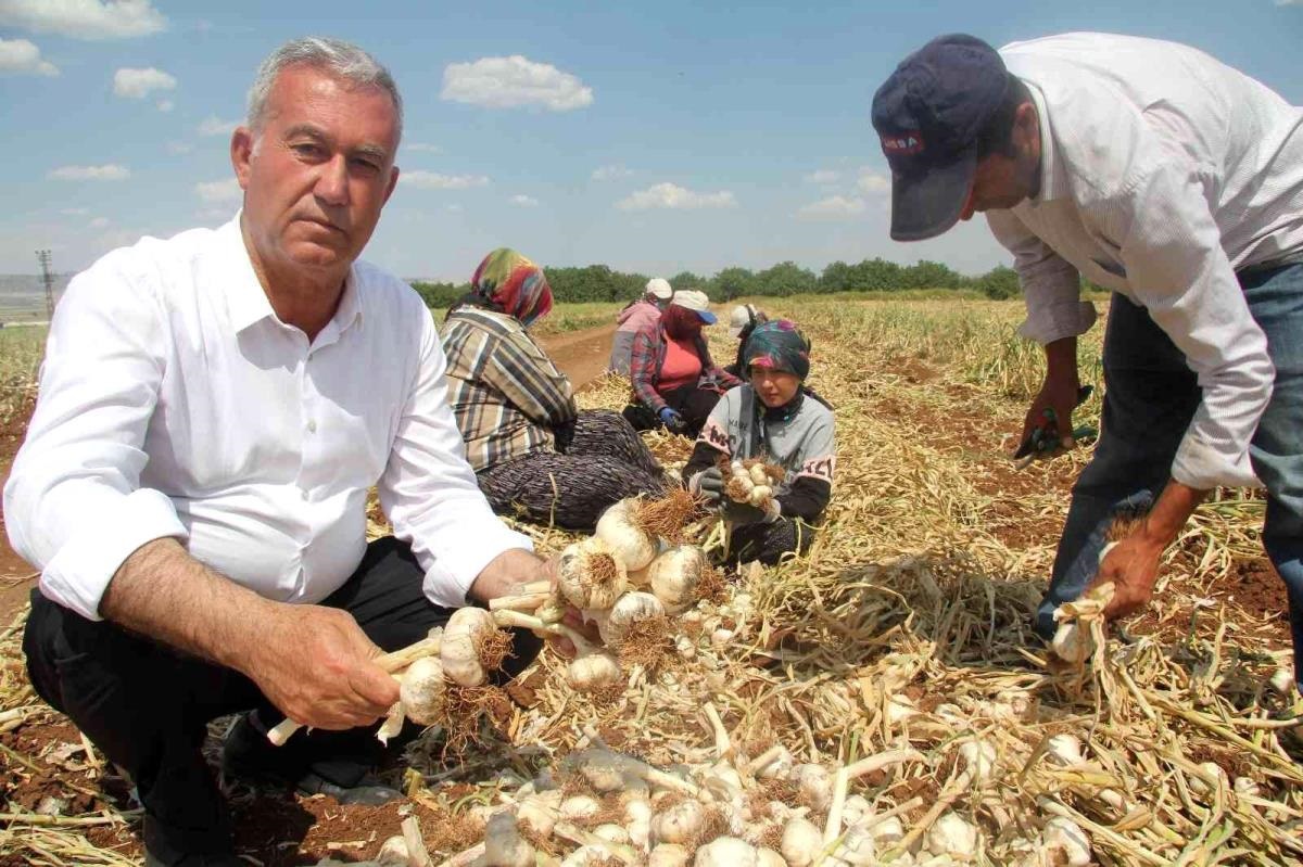 Araban Sarımsağı Ab Coğrafı Isaret Tescılı (2)