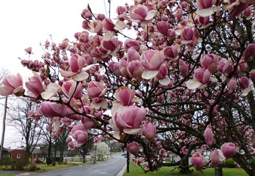 MAGNOLİA
Magnolia, güzellik, zarafet ve dayanıklılığı sembolize eder. Büyük, gösterişli çiçekleriyle dikkat çeker.
