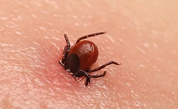 KKKA hastalığının yoğun şekilde görüldüğü illerden biri olan Yozgat’ta, yaz mevsimiyle birlikte kene vakaları artmaya başladı. İç Anadolu Bölgesi’nde özellikle Yozgat, Sivas ve Tokat çevrelerinde sıkça rastlanan ve KKKA hastalığına neden olan keneler, kırsal kesimde yaşayanlar için ciddi bir risk oluşturuyor. Uzmanlar, KKKA’nın ölümcül sonuçlar doğurabileceğini vurgulayarak, tarım alanları, yeşil alanlar ve hayvancılığın yapıldığı bölgeler ile piknik yapmaya giden vatandaşları tedbirli olmaları konusunda uyardılar.