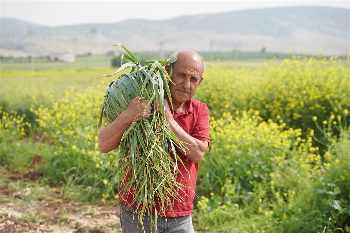 Gaziantep İl Tarım ve Orman Müdürü Mehmet Karayılan, AA muhabirine, Türkiye'de sarımsak denilince akla Gaziantep ve Araban'ın geldiğini söyledi.