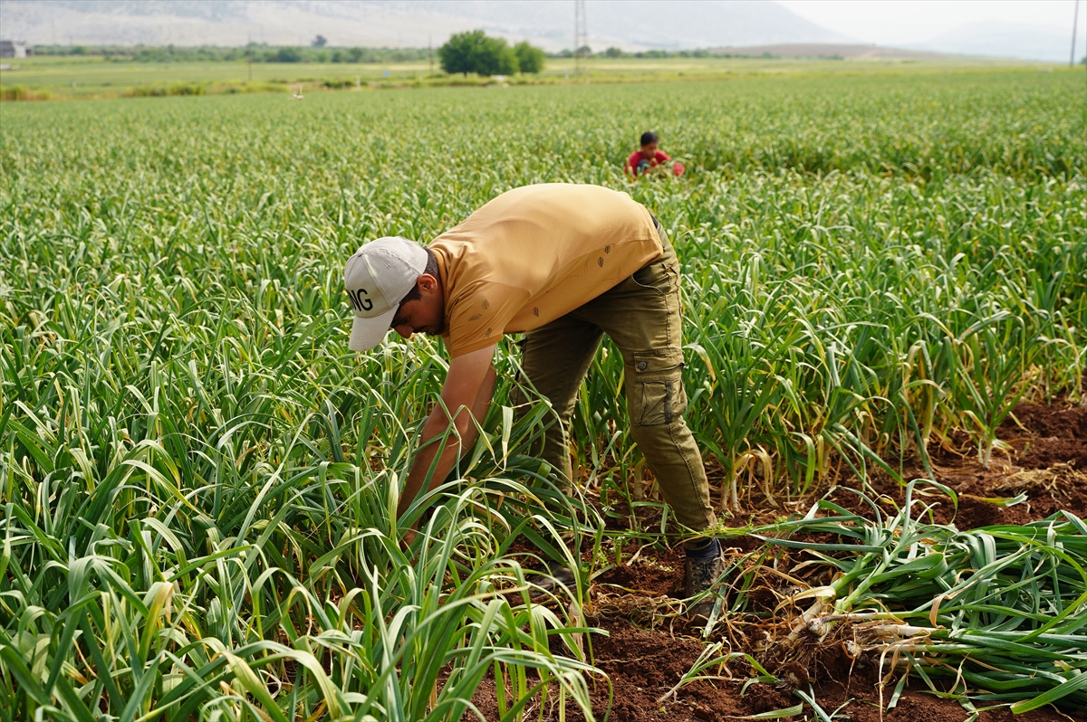 Araban sarımsağının tescil edilmesinin kendilerini mutlu ettiğini ifade eden Akkaya, "Sarımsağa antibiyotik olarak talepler artmaya başladı. Bu sene Araban bölgesine Türkiye'nin 81 ilinden talep var, hem çiftçi hem işçi mutlu. Biz kendi üretimimizi Adana, Mersin, İstanbul, Aydın, Konya, Antalya başta olmak üzere birçok bölgeye gönderiyoruz." diye konuştu.