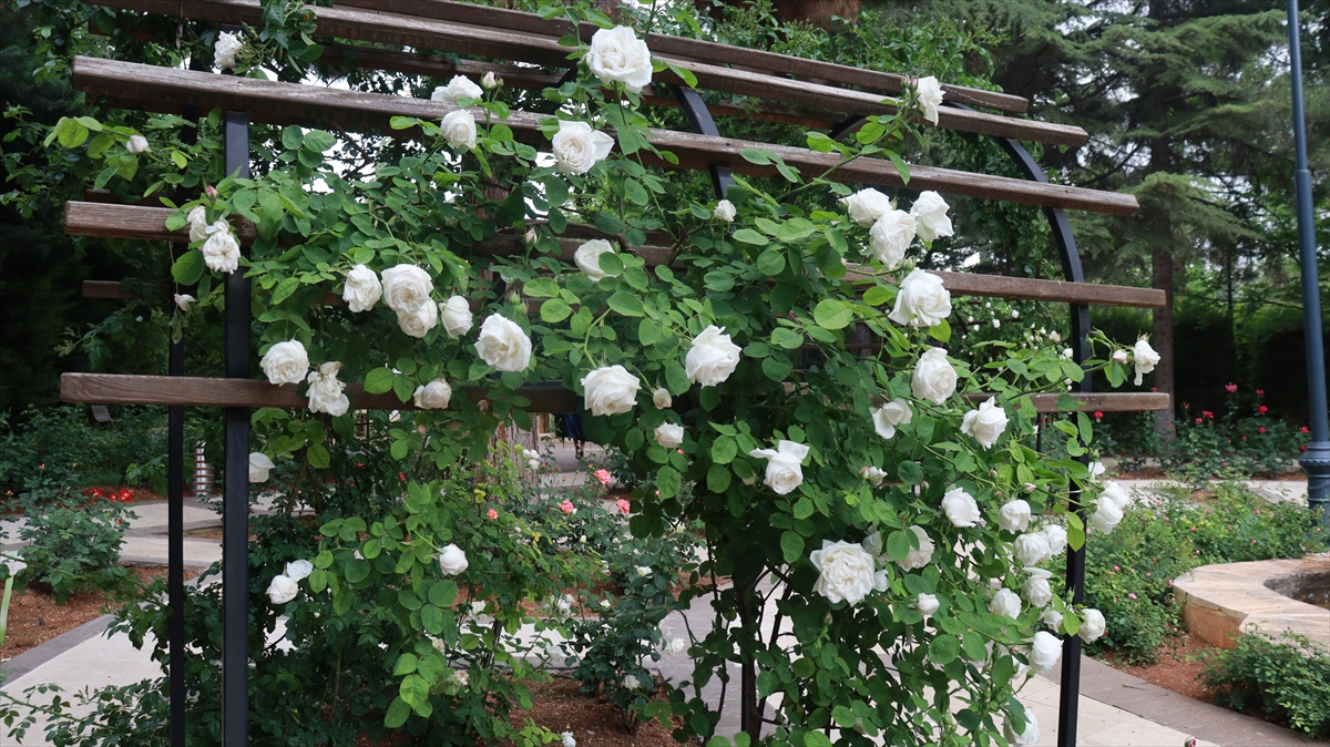 Bahçenin bazı alanlarında yer alan yapay gölet, bitkisel tasarım alanları ve çevresindeki güller, ziyaretçilere görsel şölen sunuyor.