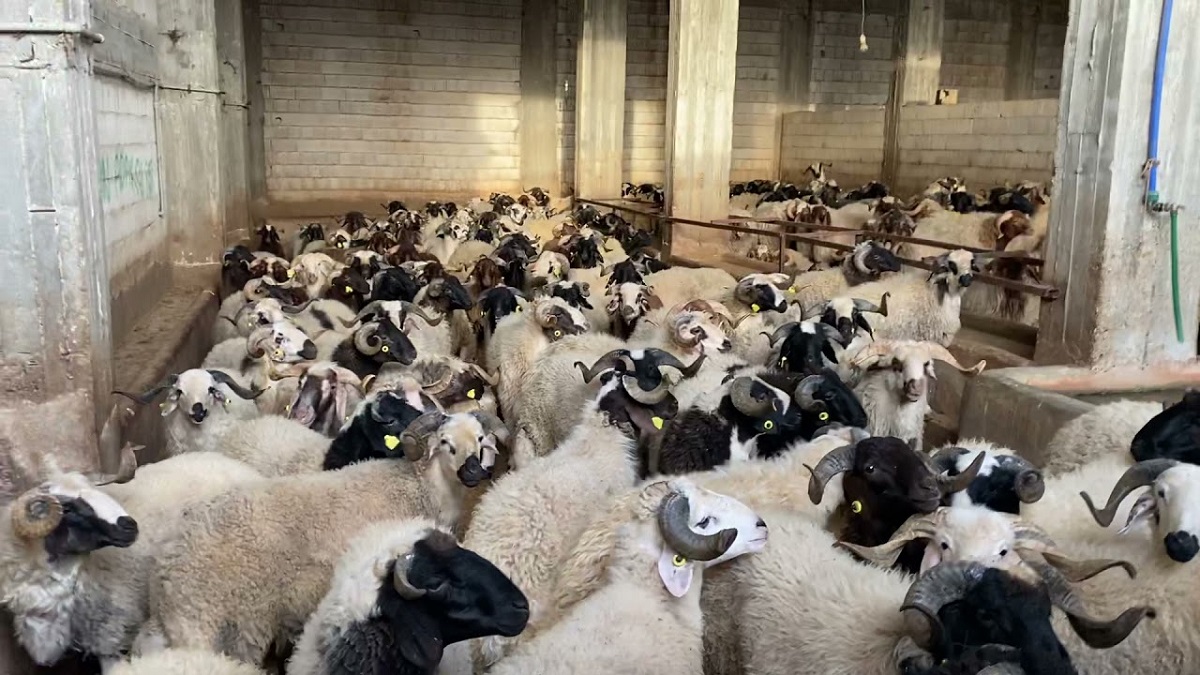 Gaziantep’te Fırsatçılık Kurbanlık Fiyatlarına Da Sıçradı Ticaret Müdürlüğü Harekete Geçti (5)