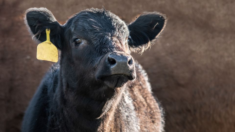 Tagged Calf