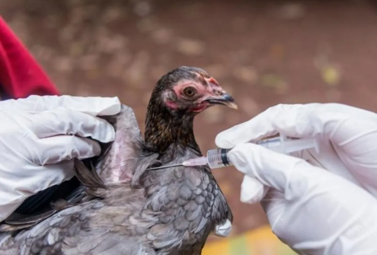 A(H5N2) Kuş Gribinden Ilk Insan Ölümü Gerçekleşti Dsö'den Kritik Uyarı Geldi (2)