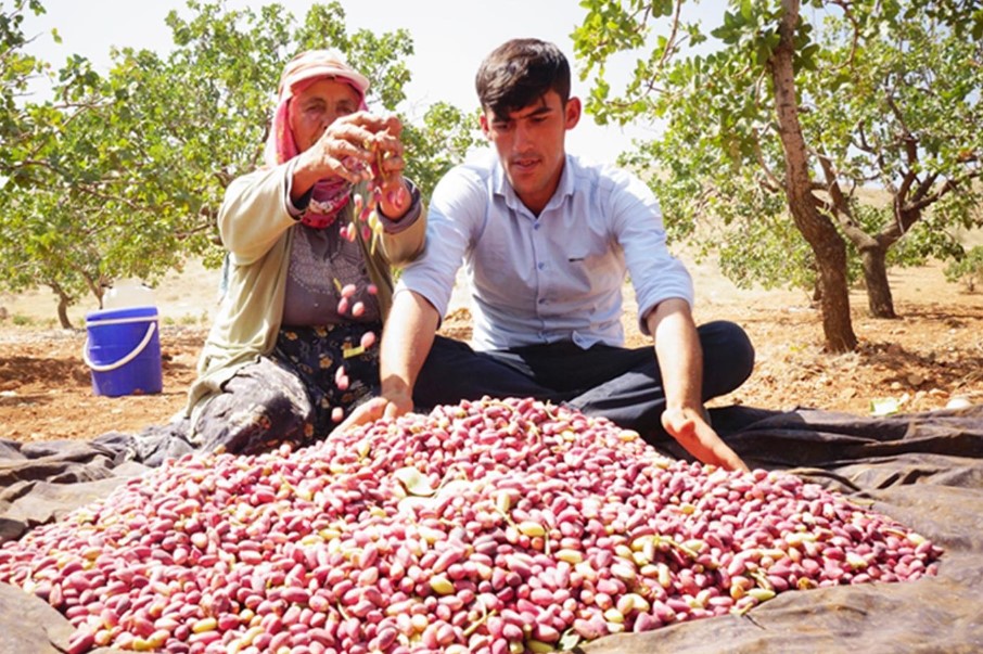 2024 Gaziantep Kirmizi Antep Fistigi Fiyatlari Aciklandi