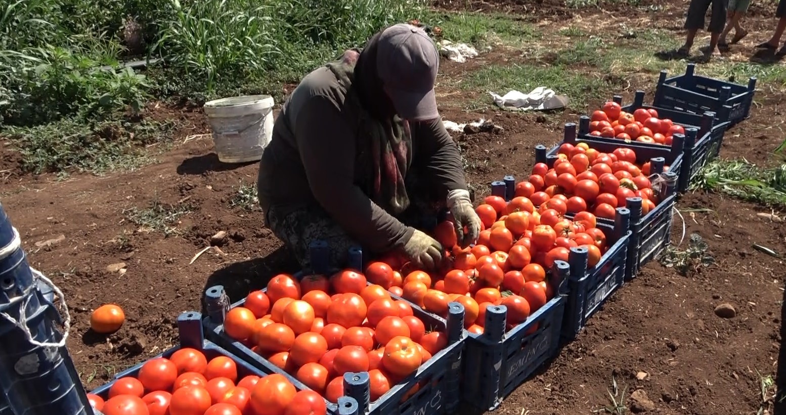 Gaziantep'te Kadınların Domates Hasadı Başladı