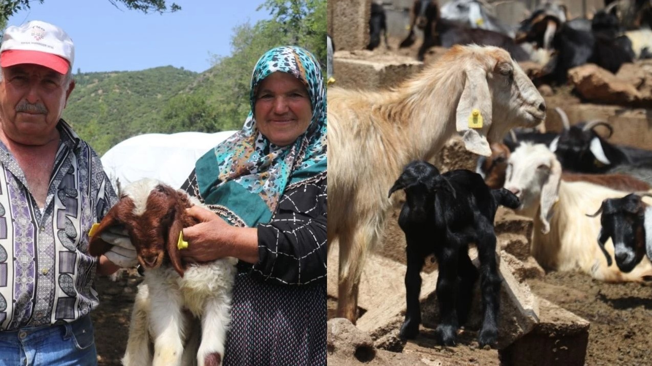 Gaziantepli Besiciler Devlet Destekleri Ile Buyuyor-1