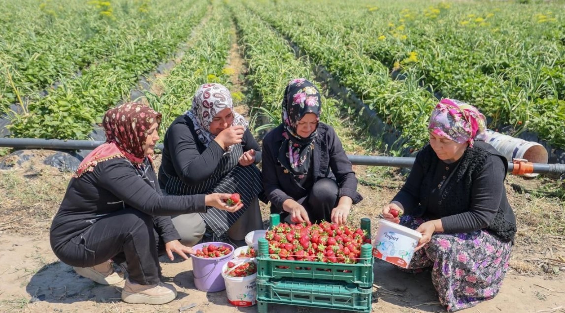 Gaziantepli Depremzede Kadinlarin Cilek Yetistiriciligi Basari Hikayesi-1