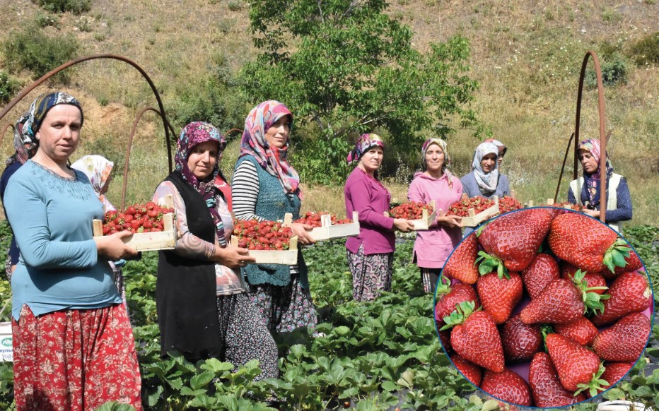 Gaziantepli Depremzede Kadinlarin Cilek Yetistiriciligi Basari Hikayesi