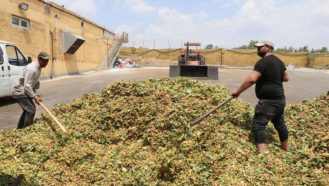 Gaziantepte Yeni Fistik Isletme Fiyatlari Pes Dedirtti Ureticiler Isyan Etti-1