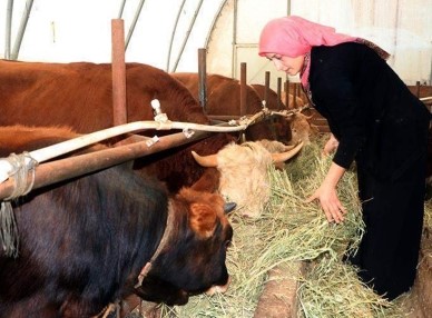 HAYVANCILIKTA ÜRETİM PLANLAMASI VE YOL HARİTASI
Tarım ve Orman Bakanı İbrahim Yumaklı, hayvancılığın 5 yıllık yol haritasını geçtiğimiz Şubat ayında açıkladı. Hayvancılık üretim planlaması, bu yol haritasına dayandırılıyor. Hayvancılık Genel Müdür Vekili Salih Çelik, yapılan çalışmaları özetlerken, verimli, kaliteli ve sürdürülebilir bir üretim modeli oluşturmayı hedeflediklerini belirtti. Üretim kapasitesi, ihtiyaç analizleri, pazar potansiyelleri göz önüne alınarak doğal ve genetik kaynakların korunduğu, hayvan sağlığı ve refahının ön planda tutulduğu bir model geliştirilmesi amaçlanıyor.
