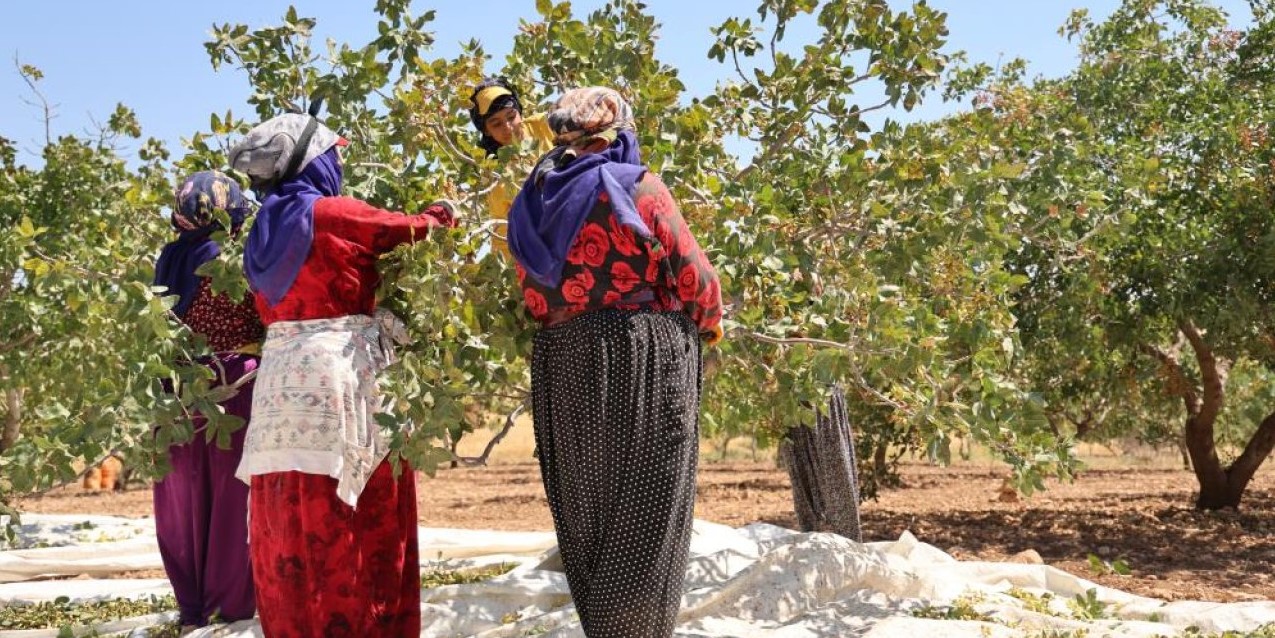 Diyarbakir Fistigi Hasadi Mecburen Gaziantepe Satiyoruz-1