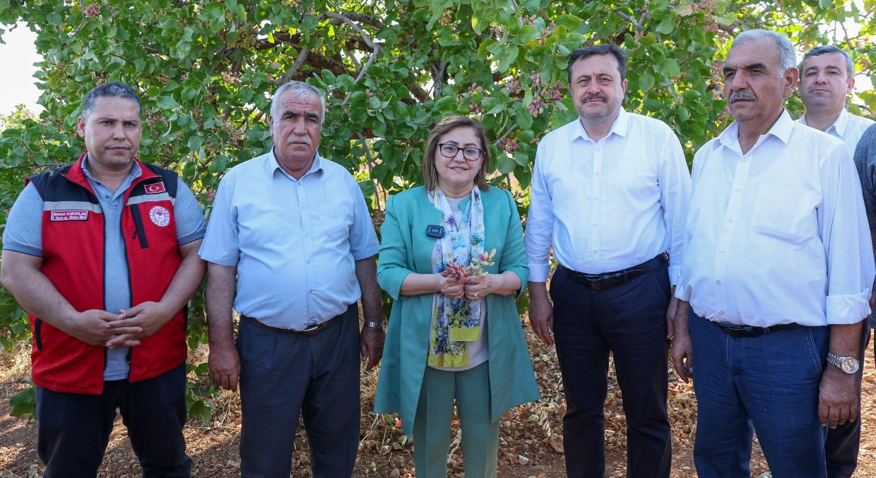 Gaziantep Fistik Ureticilerine Mujde Belediye Fistik Alimina Basliyor 1-1