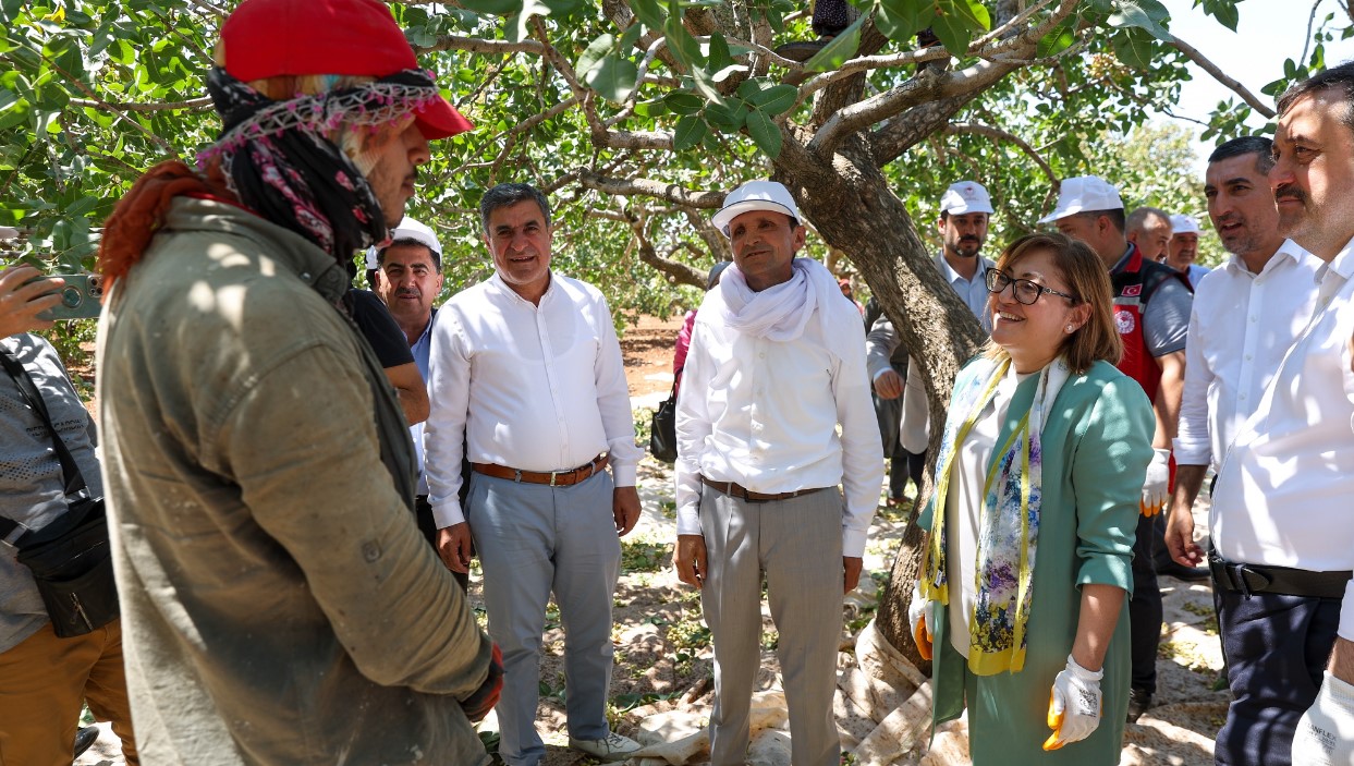 Gaziantep Fistik Ureticilerine Mujde Belediye Fistik Alimina Basliyor-1