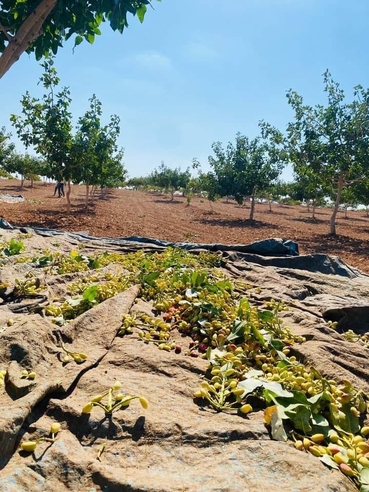 Gaziantep’te 10 Ağustos Cumartesi Su Altı Boz Fıstık Fiyatları Kaç Tl’den Satıldı (1)