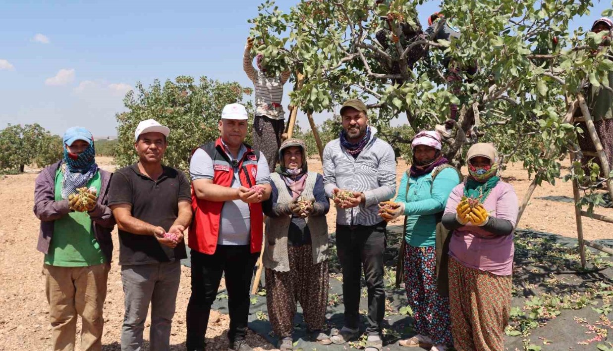 Gaziantepte Yesil Altin Hasadi Basladi