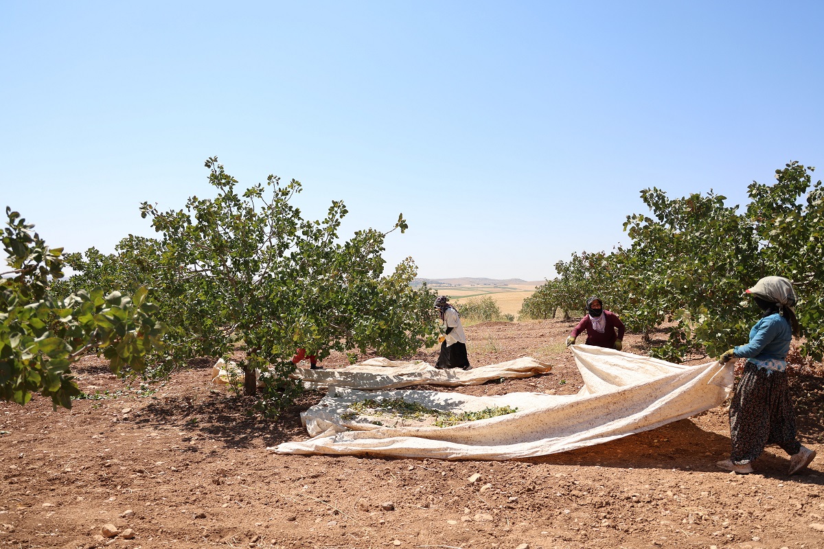 Fıstık (1)