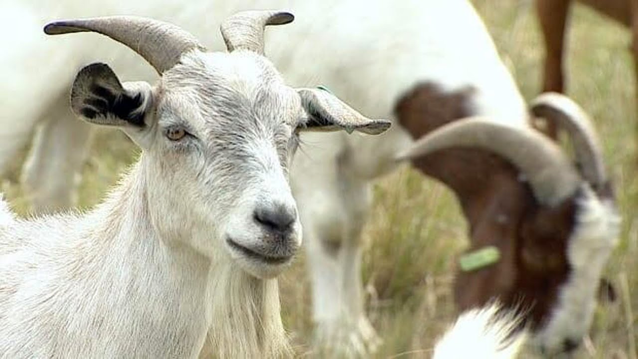 Rüyada Keçi Görmek Ne Anlama Gelir İşte Rüya Tabiri... 2