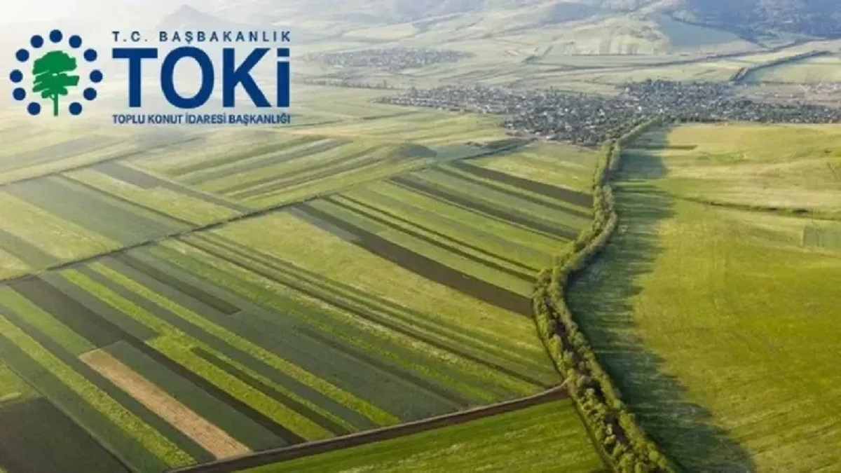 Toki (1)