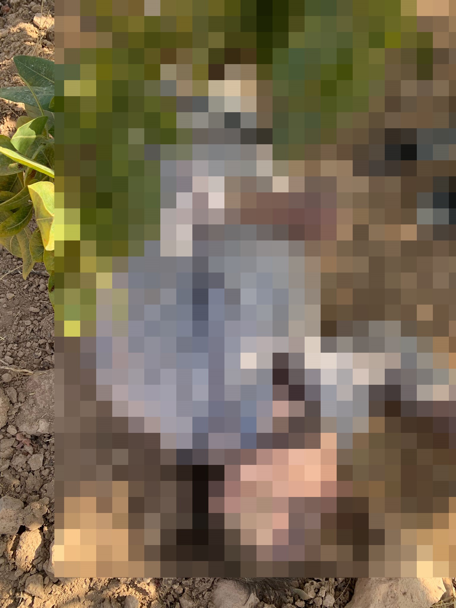 Antep fıstığı hasadı yaparken fenalaştı! Hayatını kaybetti