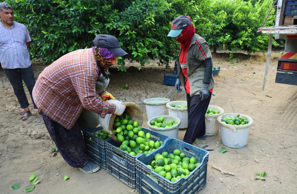 Limonda hasat başladı! Fiyatı düşecek