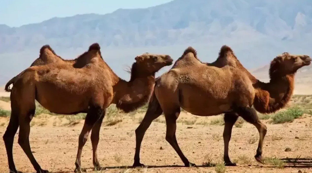 Rüyada Deve Görmek (4)